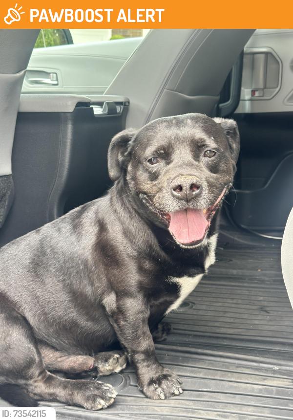 Found/Stray Male Dog last seen La Subida and Los Altos, Hacienda Heights, CA 91745