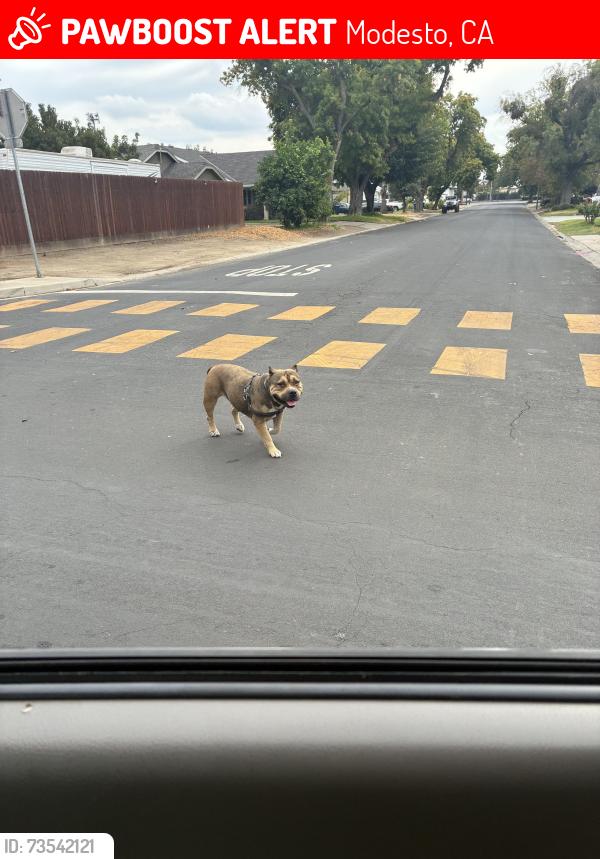 Lost Unknown Dog last seen Rosina and miller, Modesto, CA 95354