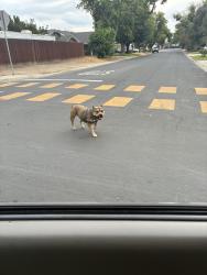 Lost Unknown Dog last seen Rosina and miller, Modesto, CA 95354