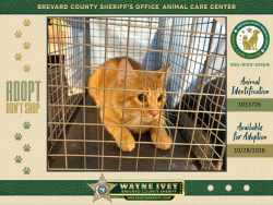 Shelter Stray Male Cat last seen Near Ardmore Street, PALM BAY, FL, 32907, 5100 W Eau Gallie Blvd, Melbourne, FL 32934, USA