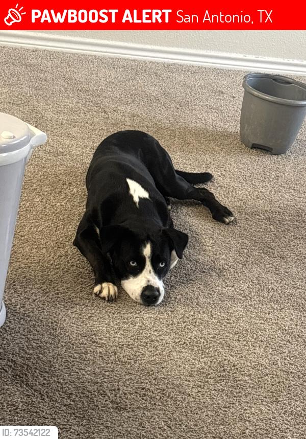 Lost Male Dog last seen Lookout rd., San Antonio, TX 78233