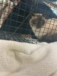 Shelter Stray Male Cat last seen Trestman Avenue, VIRGINIA BEACH, VA, 23464, 341 S Birdneck Rd, Virginia Beach, VA 23451, USA