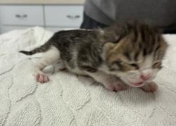 Shelter Stray Male Cat last seen Dickey Road NW, Silverdale, WA, 98383, 9167 Dickey Rd NW, Silverdale, WA 98383, USA