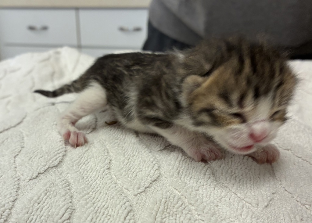 Shelter Stray Male Cat last seen Dickey Road NW, Silverdale, WA, 98383, 9167 Dickey Rd NW, Silverdale, WA 98383, USA