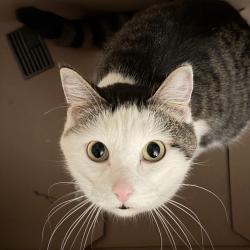 Shelter Stray Male Cat last seen OR, 1700 W Historic Columbia River Hwy, Troutdale, OR 97060, USA