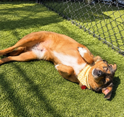 Shelter Stray Female Dog last seen LA, 410 Dugas Rd, Lafayette, LA 70507, USA