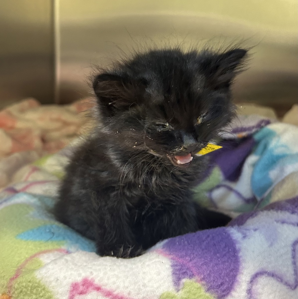 Shelter Stray Male Cat last seen SE Knight and SE 145th ave, OR, 1700 W Historic Columbia River Hwy, Troutdale, OR 97060, USA