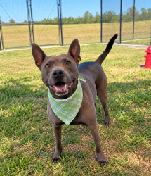 Shelter Stray Male Dog last seen LAFAYETTE, LA, 70507, 410 Dugas Rd, Lafayette, LA 70507, USA