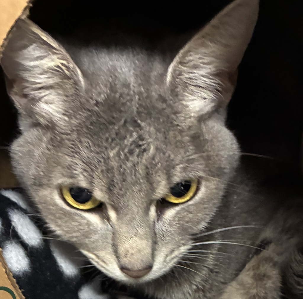 Shelter Stray Female Cat last seen 122nd and Burnside, PORTLAND, OR, 97216, 1700 W Historic Columbia River Hwy, Troutdale, OR 97060, USA