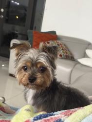 Reunited Male Dog last seen 12802sw 47th Terr 33175, Miami, FL 33175