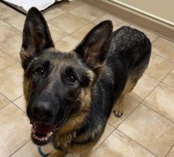 Shelter Stray Female Dog last seen N Emerson St / N Montana Ave, OR, 1700 W Historic Columbia River Hwy, Troutdale, OR 97060, USA