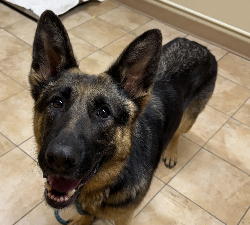 Shelter Stray Female Dog last seen N Emerson St / N Montana Ave, OR, 1700 W Historic Columbia River Hwy, Troutdale, OR 97060, USA