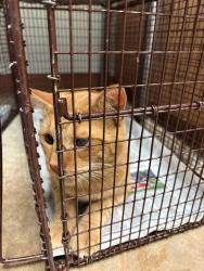 Shelter Stray Male Cat last seen Near Lockwood Springs Road, MANOR, TX, 78653, 7201 Levander Loop bldg a, Austin, TX 78702, USA