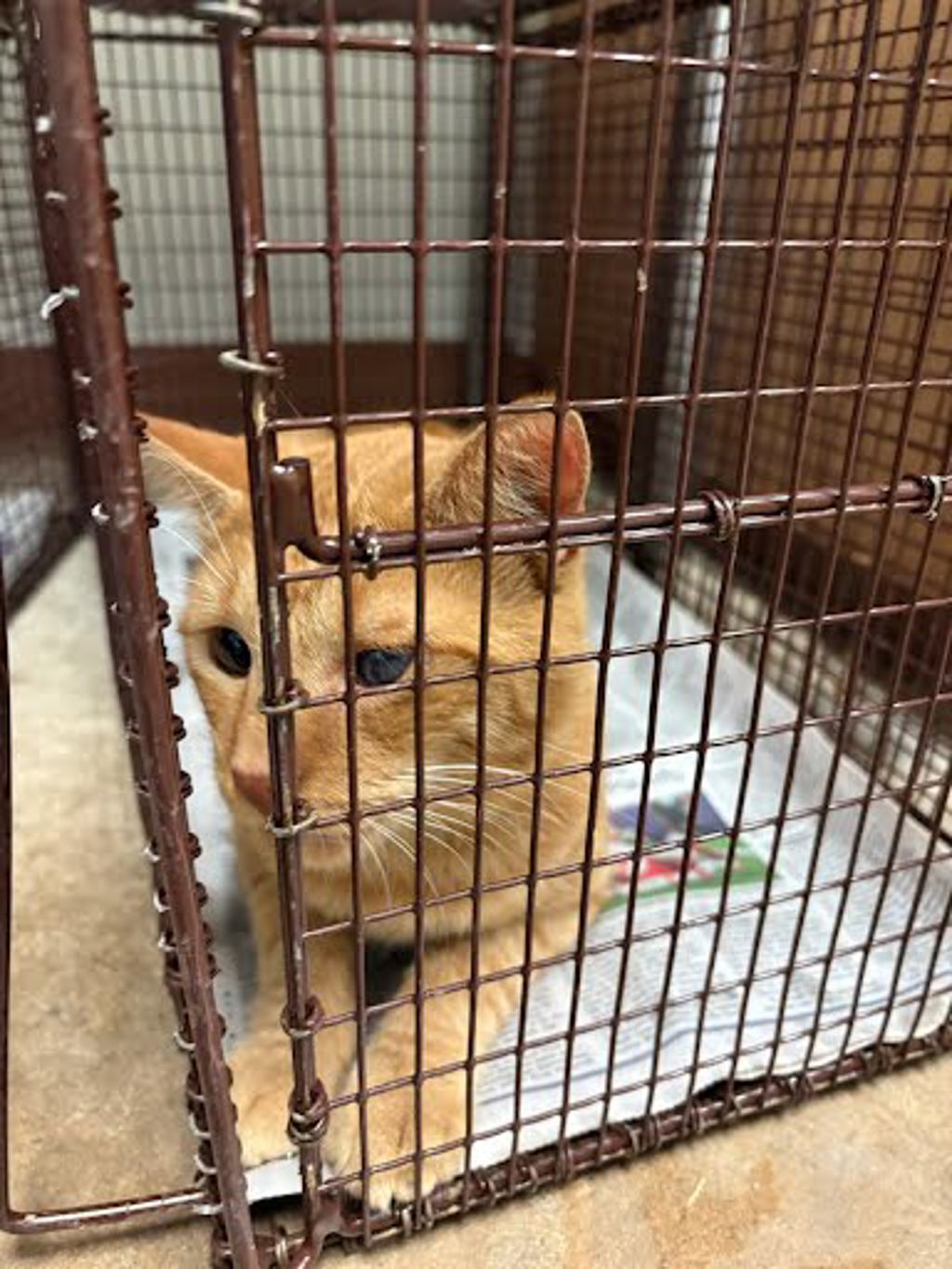 Shelter Stray Male Cat last seen Near Lockwood Springs Road, MANOR, TX, 78653, 7201 Levander Loop bldg a, Austin, TX 78702, USA
