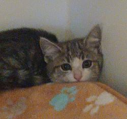 Shelter Stray Unknown Cat last seen Near E Bradley Avenue, El Cajon, CA, 92021, El Cajon, CA 92020, USA