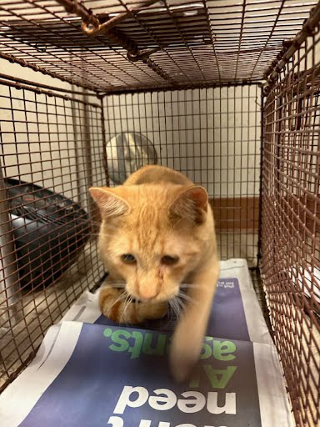 Shelter Stray Male Cat last seen Near Lockwood Springs Road, MANOR, TX, 78653, 7201 Levander Loop bldg a, Austin, TX 78702, USA