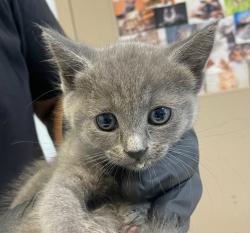 Shelter Stray Female Cat last seen Near S 1st Street, National City, CA, 91950, 5500 Gaines St, San Diego, CA 92110, USA