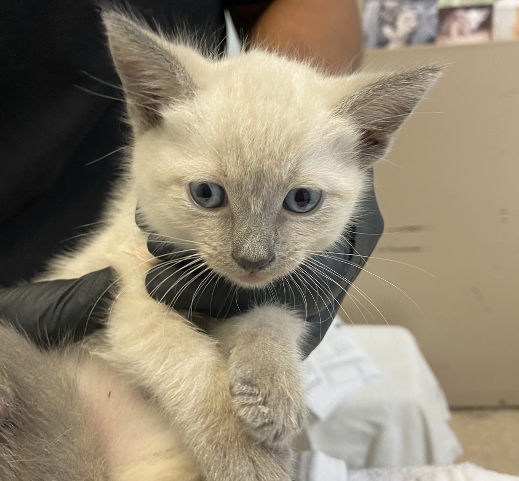 Shelter Stray Male Cat last seen Near S 1st Street, National City, CA, 91950, 5500 Gaines St, San Diego, CA 92110, USA