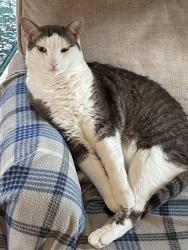 Lost Male Cat last seen Chamberlain, Holdridge, Spruce, Cedar, Elmira, NY 14904