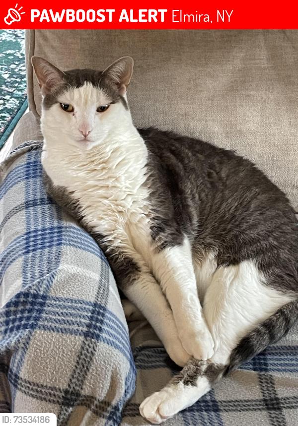 Lost Male Cat last seen Chamberlain, Holdridge, Spruce, Cedar, Elmira, NY 14904