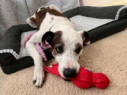 Shelter Stray Male Dog last seen Near Beyer, San Diego, CA, 92154, 5500 Gaines St, San Diego, CA 92110, USA