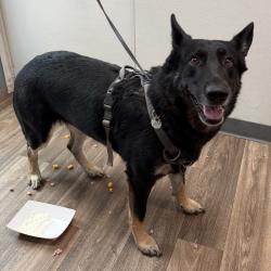 Shelter Stray Female Dog last seen Near Vista Grande Drive, San Diego, CA, 92115, 5500 Gaines St, San Diego, CA 92110, USA