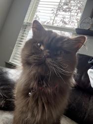 Lost Female Cat last seen 133rd and Quivira, Overland Park, KS 66213