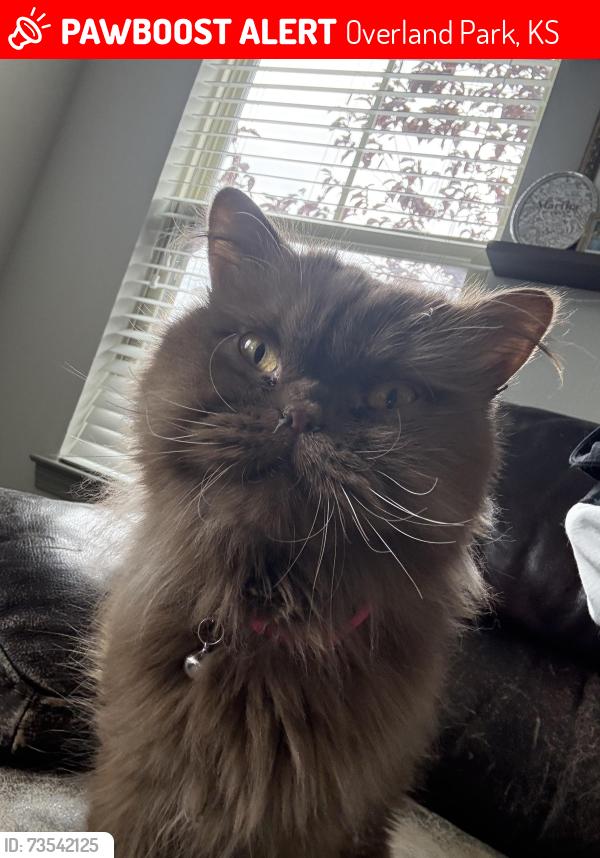 Lost Female Cat last seen 133rd and Quivira, Overland Park, KS 66213