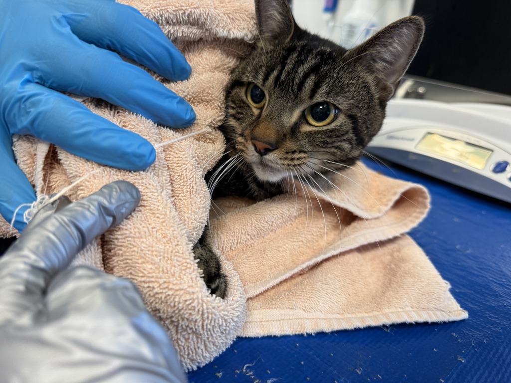 Shelter Stray Male Cat last seen Pelham Parkway train station, BRONX, NY, 10469, 326 E 110th St, New York, NY 10029, USA