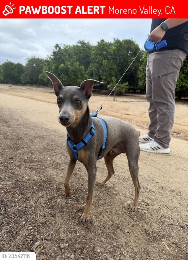 Lost Male Dog last seen Moreno Beach Dr & John F. Kennedy., Moreno Valley, CA 92555