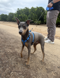 Lost Male Dog last seen Moreno Beach Dr & John F. Kennedy., Moreno Valley, CA 92555