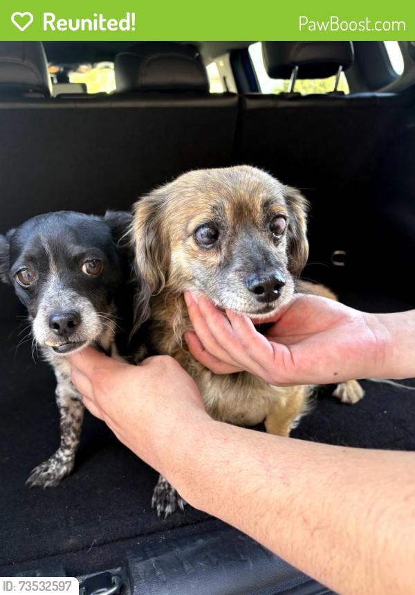 Reunited Male Dog last seen United Supermarket on 82nd, Lubbock, TX 79424