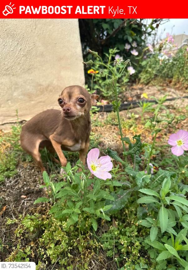 Lost Female Dog last seen Near jarbdridge drive, Kyle, TX 78640
