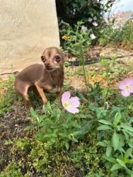 Lost Female Dog last seen Near jarbdridge drive, Kyle, TX 78640