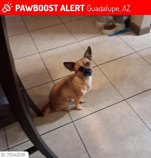 Lost Male Dog last seen Baseline Rd & Priest Dr, Guadalupe, AZ 85283