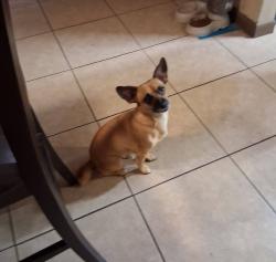 Lost Male Dog last seen Baseline Rd & Priest Dr, Guadalupe, AZ 85283