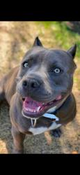 Reunited Male Dog last seen Caldwell and west, Visalia, CA 93277