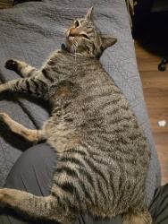 Lost Male Cat last seen Downtown hollysprings, Holly Springs, NC 27540