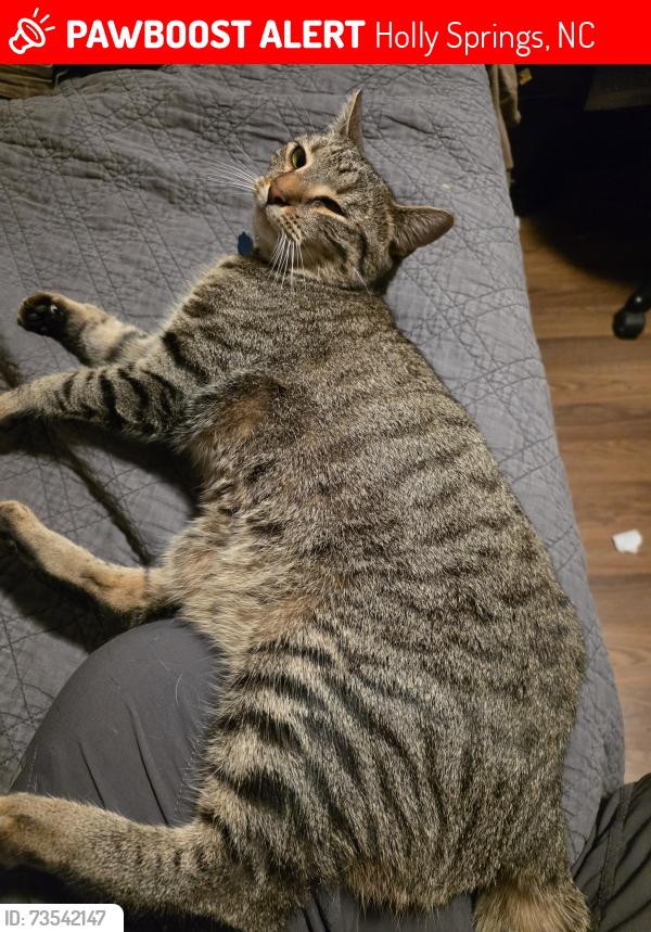 Lost Male Cat last seen Downtown hollysprings, Holly Springs, NC 27540