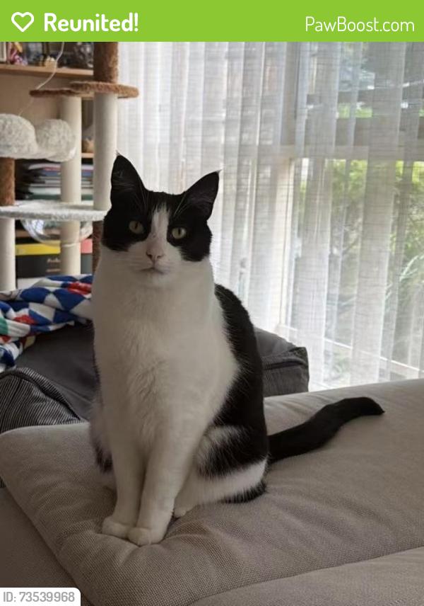 Reunited Male Cat last seen Near VIVIANNE AVENUE, Mont Albert North, VIC 3129