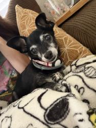 Lost Male Dog last seen Hillcrest Ave, Antioch, CA 94531