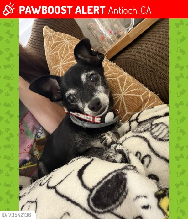 Lost Male Dog last seen Hillcrest Ave, Antioch, CA 94531