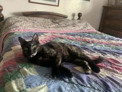Lost Female Cat last seen Near 2000 West, West Point, UT 84015