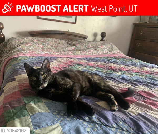 Lost Female Cat last seen Near 2000 West, West Point, UT 84015