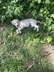 Reunited Female Dog last seen Near SHELBY street and Palmer, Indianapolis, IN 46203