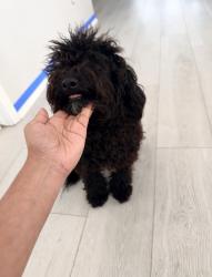 Found/Stray Male Dog last seen Misty cove dr and avery point dr, Harris County, TX 77449