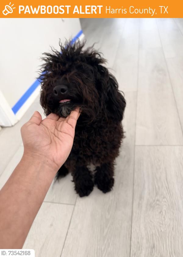 Found/Stray Male Dog last seen Misty cove dr and avery point dr, Harris County, TX 77449