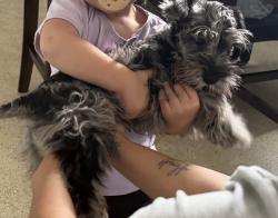 Lost Female Dog last seen Dobbins and Lake Ave, West Palm Beach, FL 33405