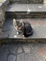 Found/Stray Unknown Cat last seen Bury Park, Maidenhall, England 