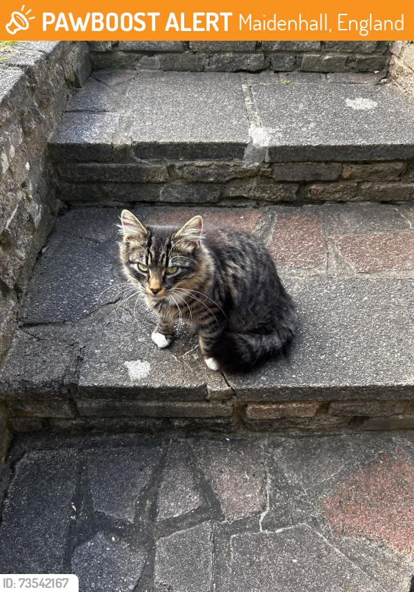 Found/Stray Unknown Cat last seen Bury Park, Maidenhall, England 